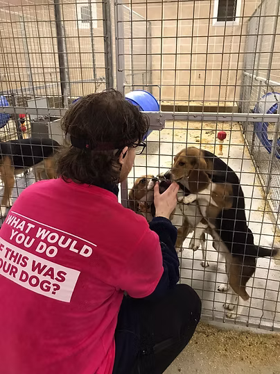 A beagle from the MBR Acres rescue